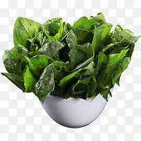 新鲜的绿色蔬菜菠菜-空若网 新鲜的绿色蔬菜菠菜-空若网