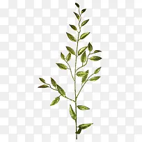 金叶子金树枝-空若网 金叶子金树枝-空若网