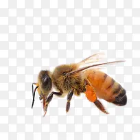 黄色蜜蜂昆虫特写-空若网 黄色蜜蜂昆虫特写-空若网