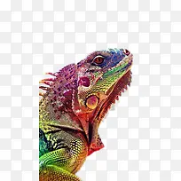 ��ɫ��ɫ��-������