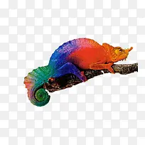 彩色变色龙-空若网 彩色变色龙-空若网