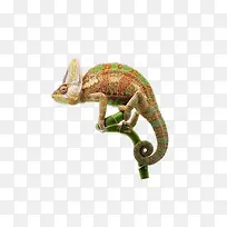 ��ɫ��ɫ��-������