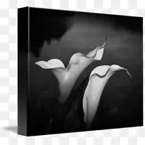 单色摄影静物摄影-空若网 单色摄影静物摄影-空若网