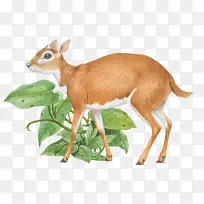 藏羚羊插画-空若网 藏羚羊插画-空若网