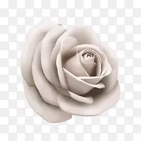 矢量白色玫瑰-空若网 矢量白色玫瑰-空若网