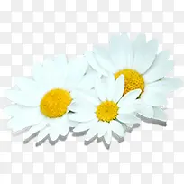 高清节日活动白色花朵摄影-空若网 高清节日活动白色花朵摄影-空若网