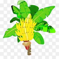 香蕉树-空若网 香蕉树-空若网