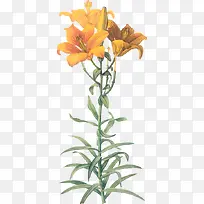 ��ɫ�ٺϻ�������-������