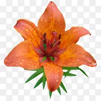 ��ɫʢ���ٺϻ�-������