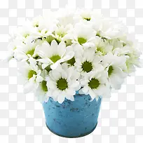 高甭白色花朵绿蕊-空若网 高甭白色花朵绿蕊-空若网