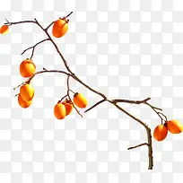 ��ɫ��ʵ����֦����-������