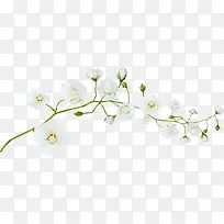 白色梅花-空若网 白色梅花-空若网