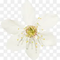 白色花朵-空若网 白色花朵-空若网