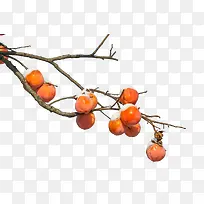 冬季柿子-空若网 冬季柿子-空若网