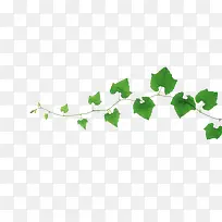 ³£´ºÌÙÊ÷Ö¦-¿ÕÈôÍø ³£´ºÌÙÊ÷Ö¦-¿ÕÈôÍø