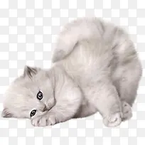 可爱的小猫-空若网 可爱的小猫-空若网