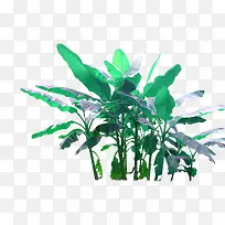 香蕉树-空若网 香蕉树-空若网