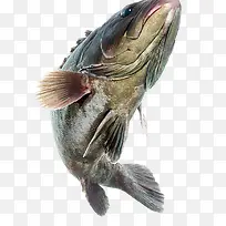 海鱼插画-空若网 海鱼插画-空若网