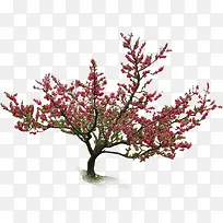 树-空若网 树-空若网