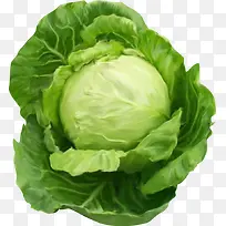 卷心菜 高清蔬菜-空若网 卷心菜 高清蔬菜-空若网
