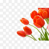 摄影 高清 郁金香-空若网 摄影 高清 郁金香-空若网