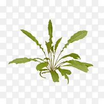 杂草免抠素材-空若网 杂草免抠素材-空若网