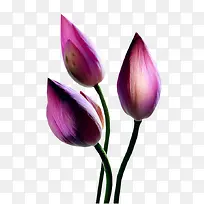 绿植花卉花草-空若网 绿植花卉花草-空若网