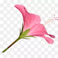 切花剪贴画-芙蓉-空若网 切花剪贴画-芙蓉-空若网