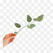 ������֦�ز����-������