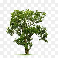 一颗菩提绿树图片素材-空若网 一颗菩提绿树图片素材-空若网