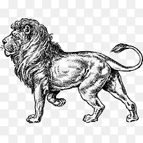 动物 狮子 野生动物-空若网 动物 狮子 野生动物-空若网