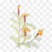 矢量水彩花卉-空若网 矢量水彩花卉-空若网