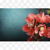 �ʻ������߿�-������