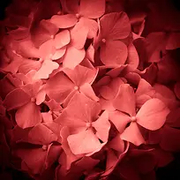 鲜花背景底纹-空若网 鲜花背景底纹-空若网