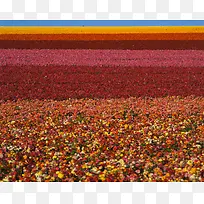 �ʻ�����-������