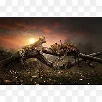 树枝上的豹子海报背景-空若网 树枝上的豹子海报背景-空若网