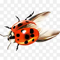 卡通手绘昆虫-空若网 卡通手绘昆虫-空若网