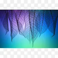 梦幻彩色树叶脉络-空若网 梦幻彩色树叶脉络-空若网