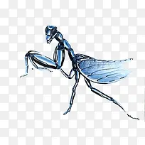 手绘螳螂-空若网 手绘螳螂-空若网