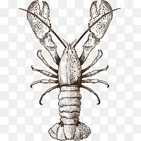 手绘大虾-空若网 手绘大虾-空若网