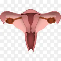 人体器官PNG矢量元素-空若网 人体器官PNG矢量元素-空若网