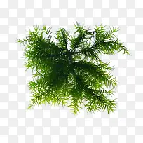 海草 透明背景png-空若网 海草 透明背景png-空若网