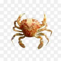 虾蟹免抠素材免费下载-空若网 虾蟹免抠素材免费下载-空若网