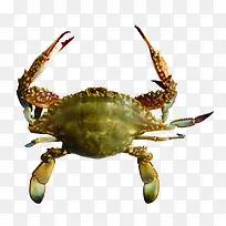 虾蟹装饰实物免抠素材-空若网 虾蟹装饰实物免抠素材-空若网