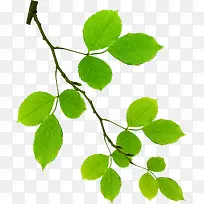 绿色清爽春天树枝风光-空若网 绿色清爽春天树枝风光-空若网