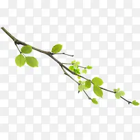 ÂÌÉ«´ºÌìÊ÷Ö¦·ç¹âÉè¼Æ-¿ÕÈôÍø ÂÌÉ«´ºÌìÊ÷Ö¦·ç¹âÉè¼Æ-¿ÕÈôÍø