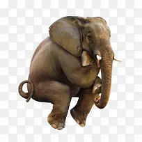 摄影动物世界草原上的大象-空若网 摄影动物世界草原上的大象-空若网