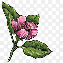 手绘海棠花-空若网 手绘海棠花-空若网