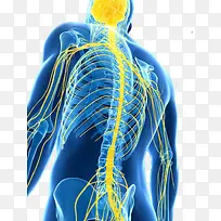 人体神经系统演示图背侧面-空若网 人体神经系统演示图背侧面-空若网
