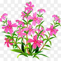 »¨Ê÷-¿ÕÈôÍø »¨Ê÷-¿ÕÈôÍø